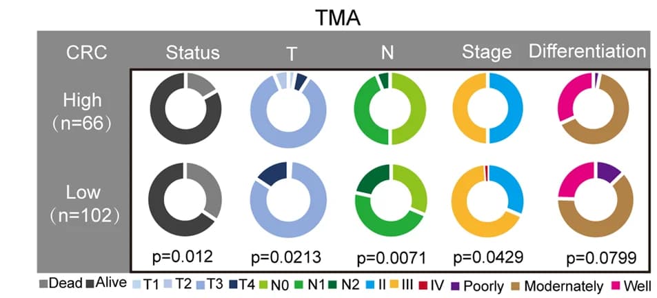 Open access visualization of Donut Chart, Pie Charts, Clinicopathologic Factors, ACOX1 Protein Expression, CRC TMA
