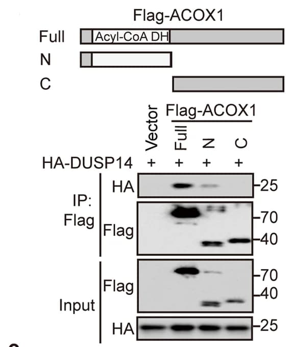 Open access visualization of Gel, Illustration, ACOX1, DUSP14, N-terminal Domain
