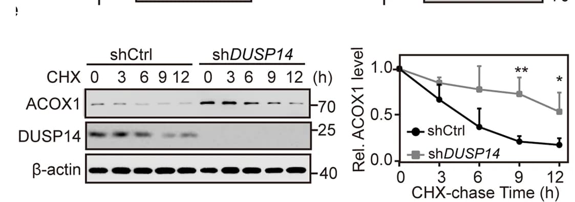 Open access visualization of Line Plot, Error Bars, Gel, Time-course Analysis, ACOX1 Protein