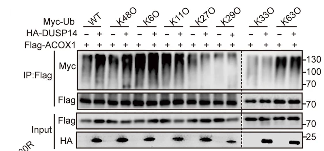 Open access visualization of Gel, DUSP14, K48-linked Ubiquitination, ACOX1, Flag-ACOX1