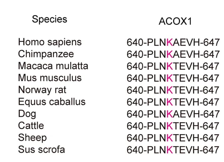 Open access visualization of Table Image, Lysine 643, Amino Acids, ACOX1, Multiple Species