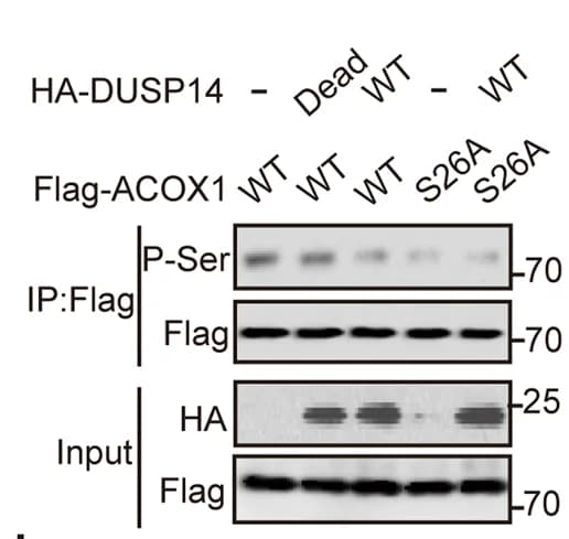 Open access visualization of Gel, Dephosphorylation, ACOX1, DUSP14, HEK293T Cells
