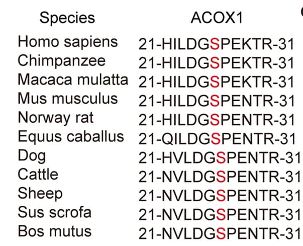Open access visualization of Table Image, Alignment, Serine 26, ACOX1, Amino Acids