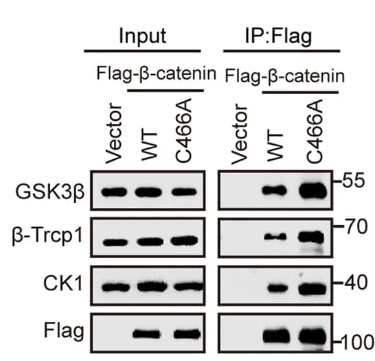Open access visualization of Gel, Beta-catenin, C466A, Poly-ubiquitination, 2-BP