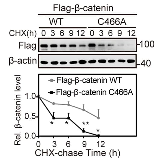 Open access visualization of Line Plot, Error Bars, Gel, Beta-catenin, Half-life