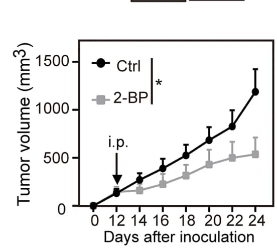 Open access visualization of Line Plot, Error Bars, Nude Mice, HCT15 Tumors, 2-BP