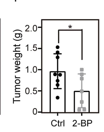 Open access visualization of Bar Plot, Error Bars, Tumor Weight, Subcutaneous Xenograft Model, Student's t-test
