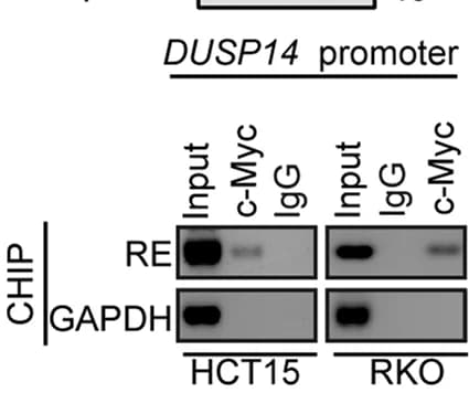 Open access visualization of Gel, c-Myc Occupancy, DUSP14 Promoter, HCT15 Cells, RKO Cells