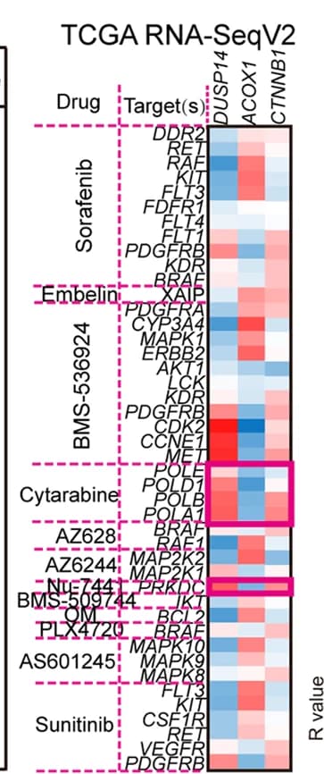 Open access visualization of Heatmap, Drug Sensitivity Analysis, DUSP14-ACOX1-beta-catenin axis, Drug Target Genes, TCGA RNA-SeqV2