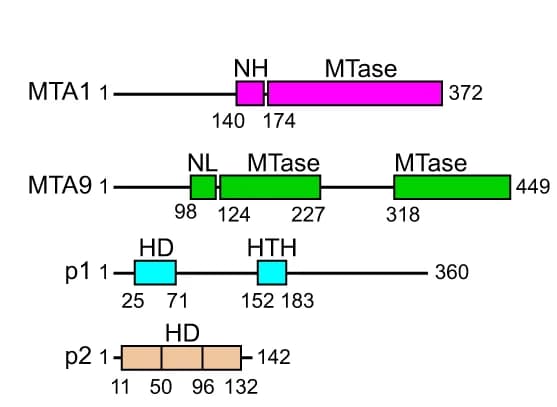 Open access visualization of Illustration, MTA1 Complex, Domain Information, N-Terminal Helix, N-Terminal Loop