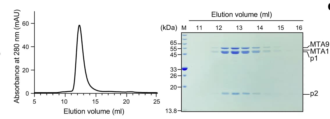 Open access visualization of Line Plot, Gel, SAM-Bound MTA1 Complex, SAH-Bound MTA1 Complex, Superposition