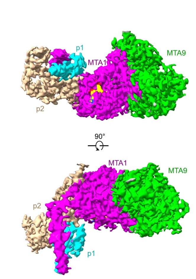 Open access visualization of Protein Structure, Cryo-EM, SAM-Bound MTA1 Complex, MTA1, MTA9
