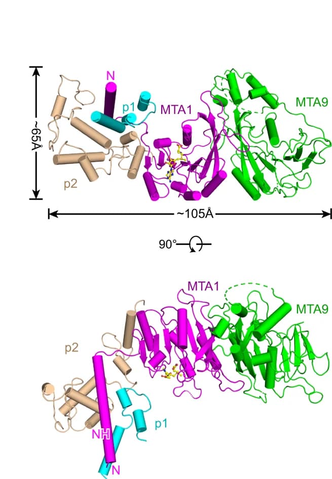 Open access visualization of Protein Structure, Chemical Structure, Atomic Model, MTA1 Complex, Cartoon