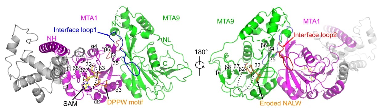 Open access visualization of Protein Structure, MTA1, MTA9, SAM, DPPW Motif