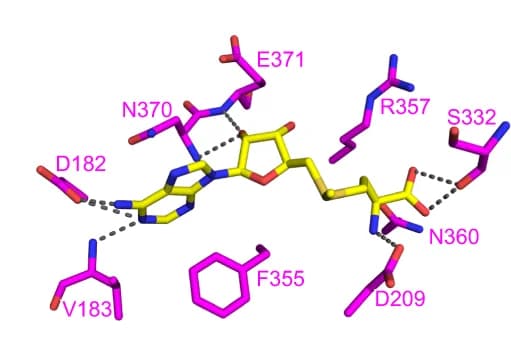 Open access visualization of Protein Structure, Chemical Structure, MTA1, SAM, Protein-Ligand Interaction