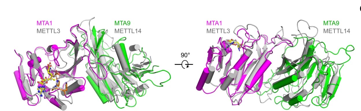 Open access visualization of Protein Structure, MTA1, MTA9, METTL3, METTL14