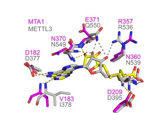 Open access visualization of Protein Structure, Chemical Structure, MTA1, METTL3, SAM