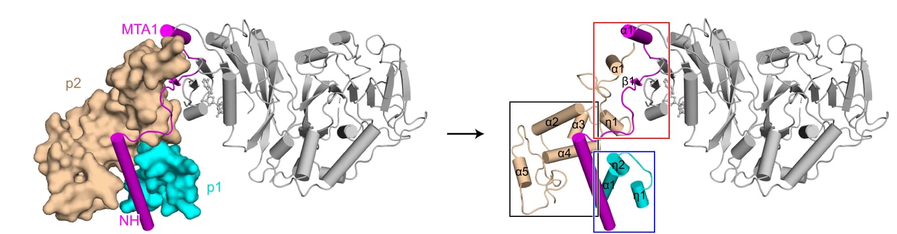 Open access visualization of Protein Structure, MTA1 Complex, Interaction Interfaces