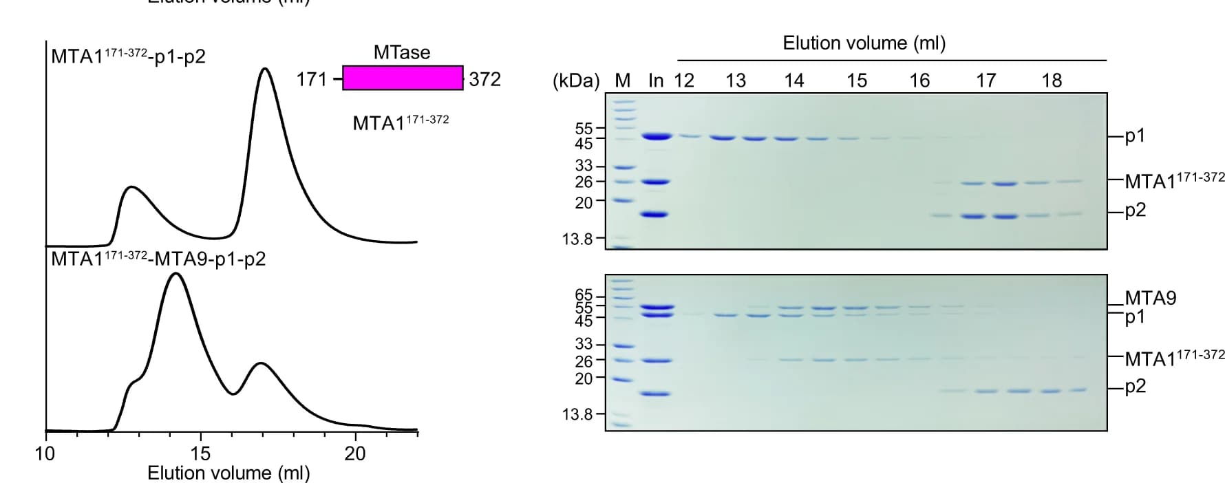 Open access visualization of Line Plot, Gel, SEC Analysis, Truncated MTA1, Protein Interaction