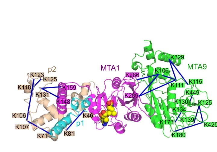 Open access visualization of Protein Structure, Cross-links, MTA1 Complex, MTA1, MTA9