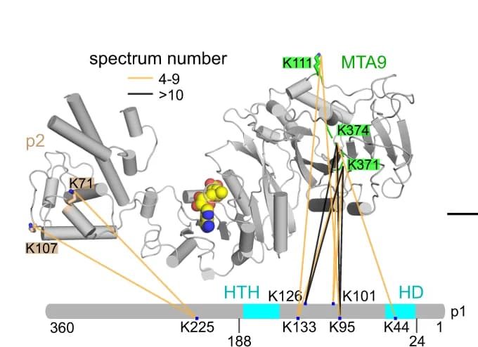 Open access visualization of Protein Structure, Inter-subunit Cross-links, MTA1, MTA9, p2