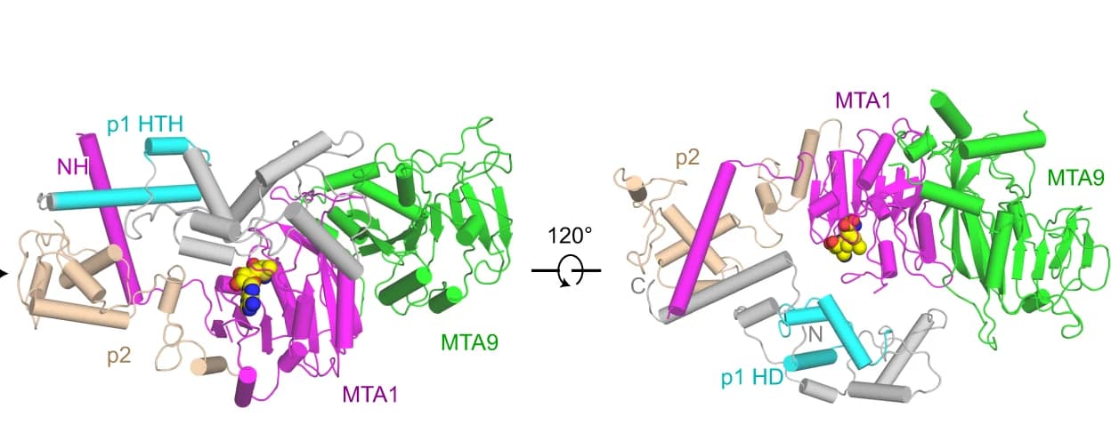 Open access visualization of Protein Structure, Modeled MTA1 Complex, MTA1, MTA9, p1
