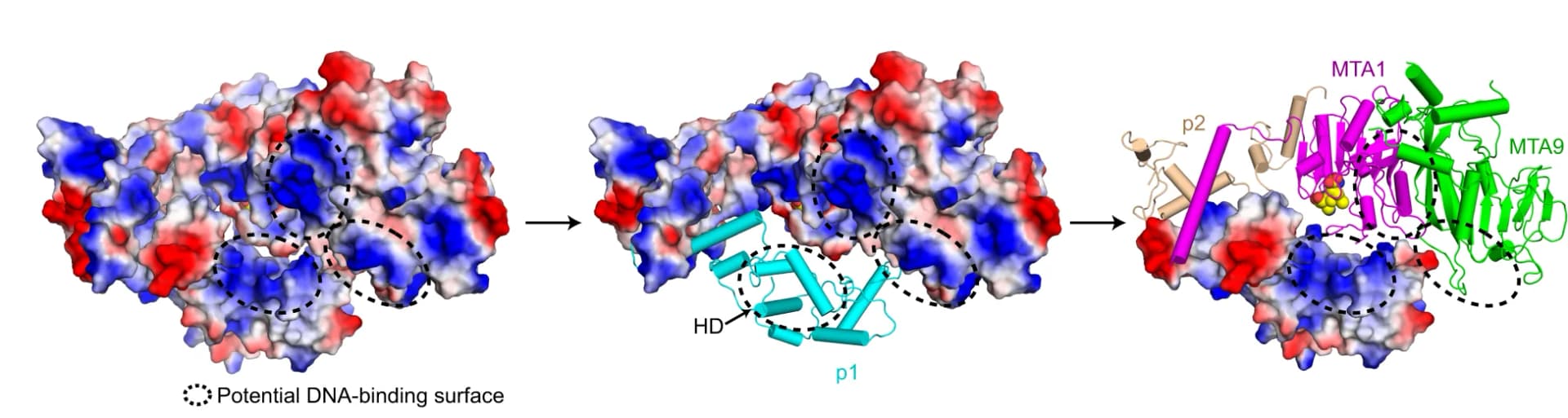 Open access visualization of Protein Structure, Illustration, MTA1 Complex, DNA-binding Surfaces, MTA1