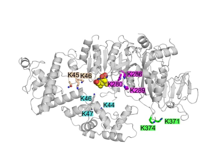 Open access visualization of Protein Structure, DNA-binding Surfaces, MTA1, MTA9, p1