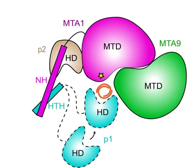 Open access visualization of Illustration, Workflow, DNA 6mA Modification, MTA1 Complex, MTA1