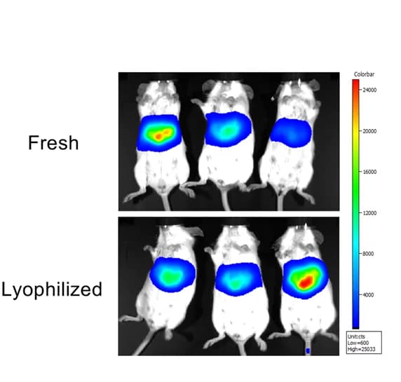 Open access visualization of Microscopy, Bioluminescent Images, Mice, mRNA-Luc LNPs, Intravenous Injection