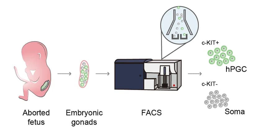 Open access visualization of Workflow, Illustration, hPGCs, Gonadal Somatic Cells, ULI-NChIP-seq