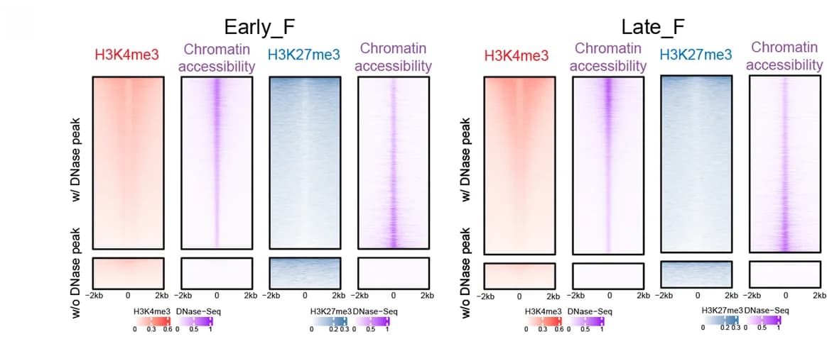 Open access visualization of Heatmap, Heatmaps, Histone Modification, H3K4me3, H3K27me3