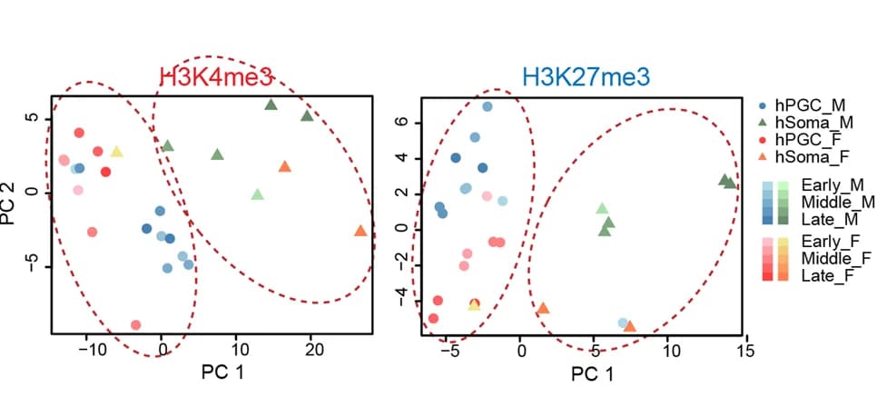 Open access visualization of Scatter Plot, PCA, ChIP-seq, Human Genome, hPGCs
