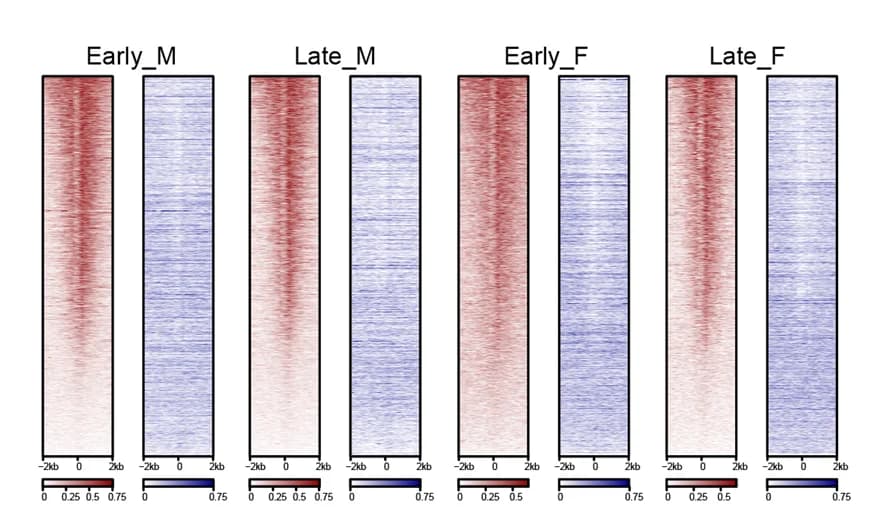 Open access visualization of Heatmap, H3K4me3, H3K27me3, TSS, Male hPGCs