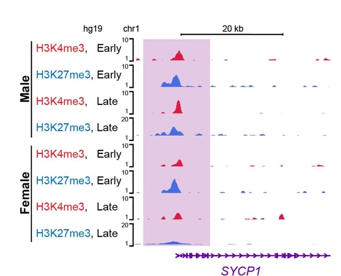 Open access visualization of Line Plot, Density Plot, H3K4me3, H3K27me3, SYCP1
