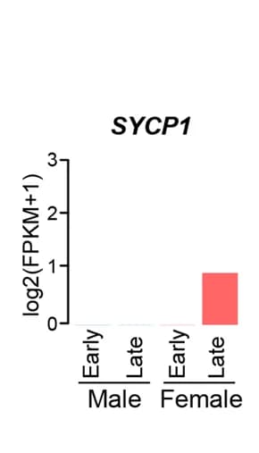 Open access visualization of Bar Plot, SYCP1 Expression, Male hPGCs, Female hPGCs
