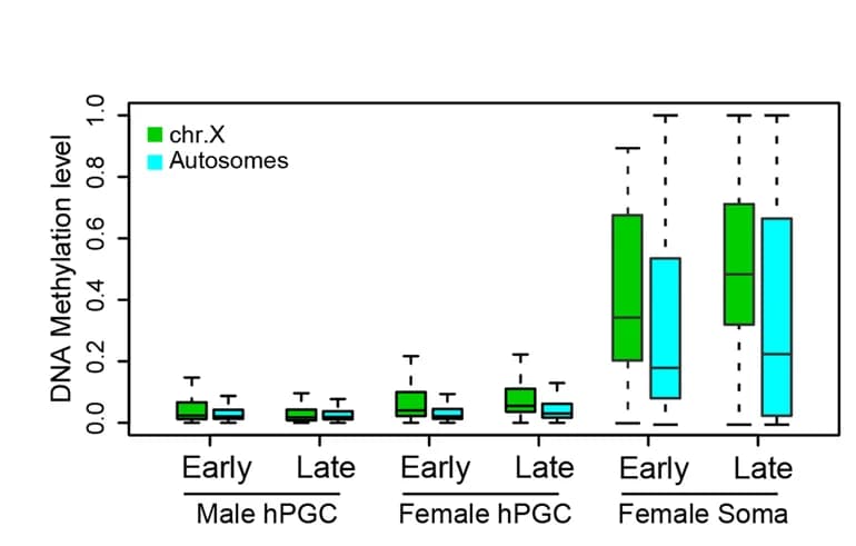 Open access visualization of Box Plot, DNA Methylation, chrX Gene, Promoters, hPGC