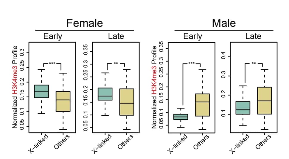 Open access visualization of Box Plot, H3K4me3, chrX CpG-Island, Promoters, hPGCs