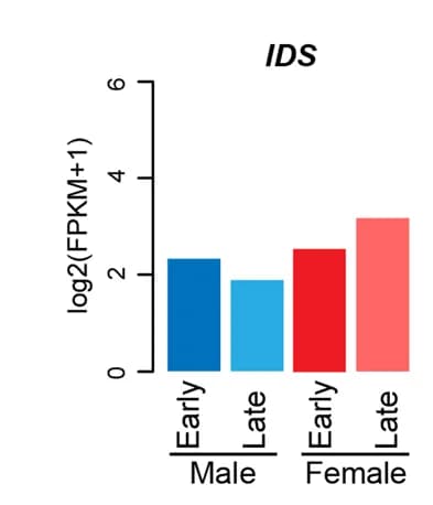 Open access visualization of Bar Plot, IDS Expression, hPGCs, Barplot