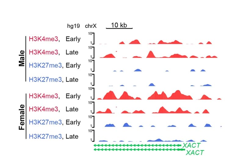 Open access visualization of Line Plot, Density Plot, H3K4me3, H3K27me3, lncRNA XACT