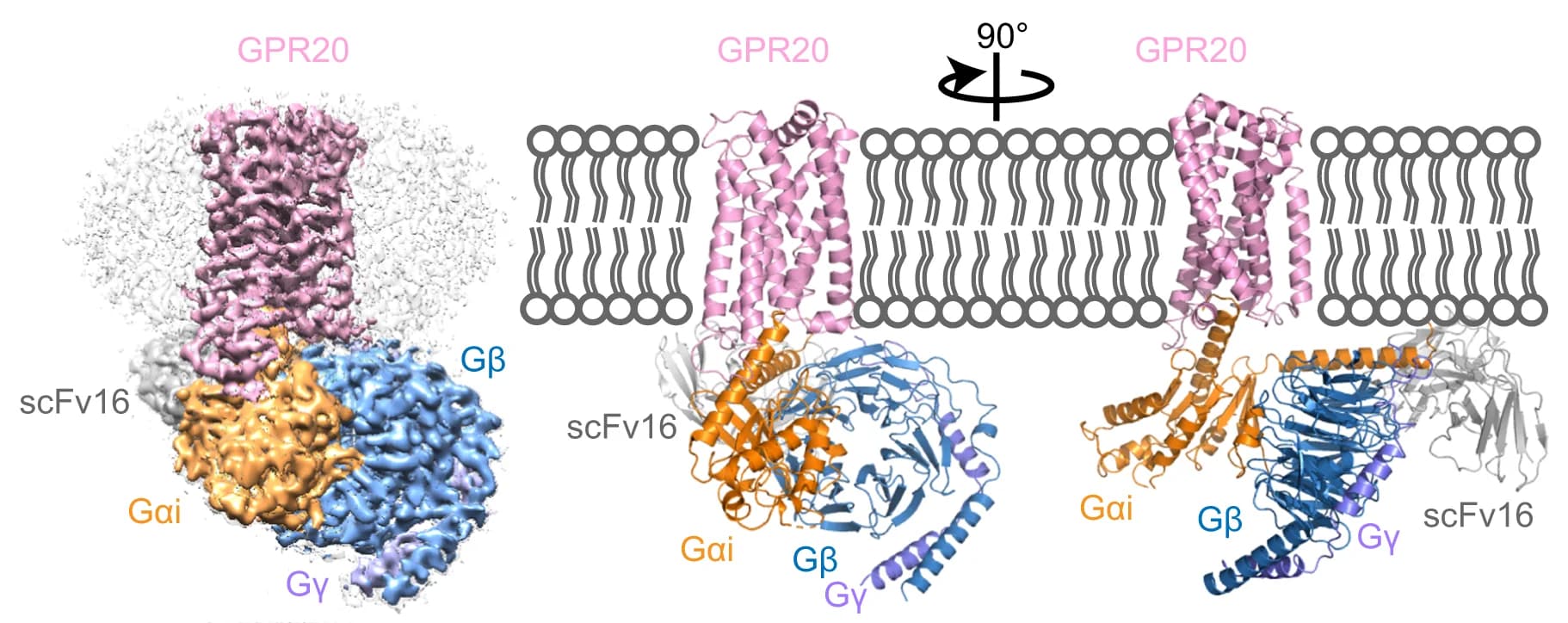 Open access visualization of Protein Structure, Cryo-EM, Density Map, GPR20-GαiGβGγ-scFv16 Complex, Atomic Model