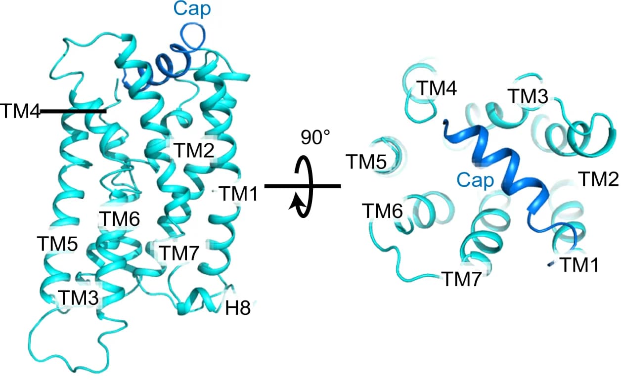 Open access visualization of Protein Structure, GPR20, N-terminal cap, Cartoon representation