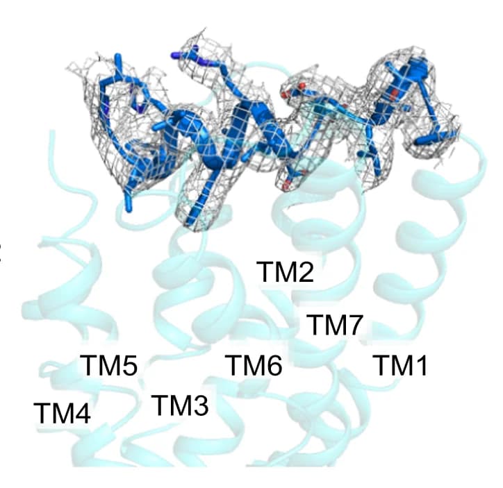 Open access visualization of Protein Structure, Electron density, N-terminal cap, Gray mesh