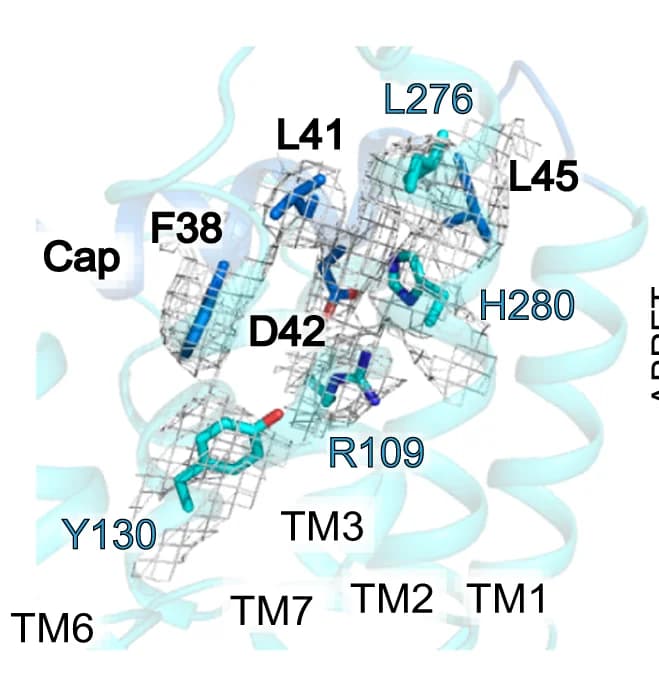 Open access visualization of Protein Structure, Chemical Structure, GPR20, N-terminal cap, 7TM domain