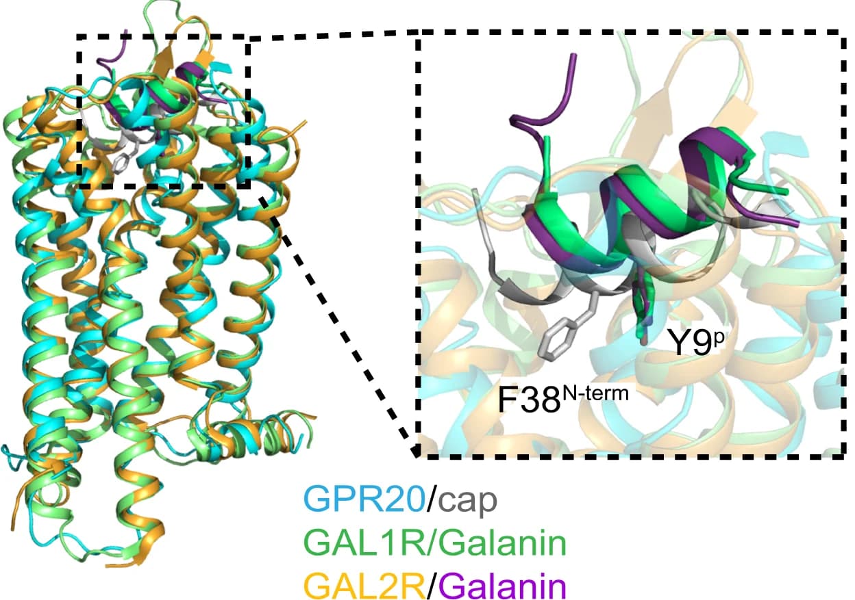 Open access visualization of Protein Structure, GPR20-Gi, GAL1R-Gi, GAL2R-Gq, Galanin