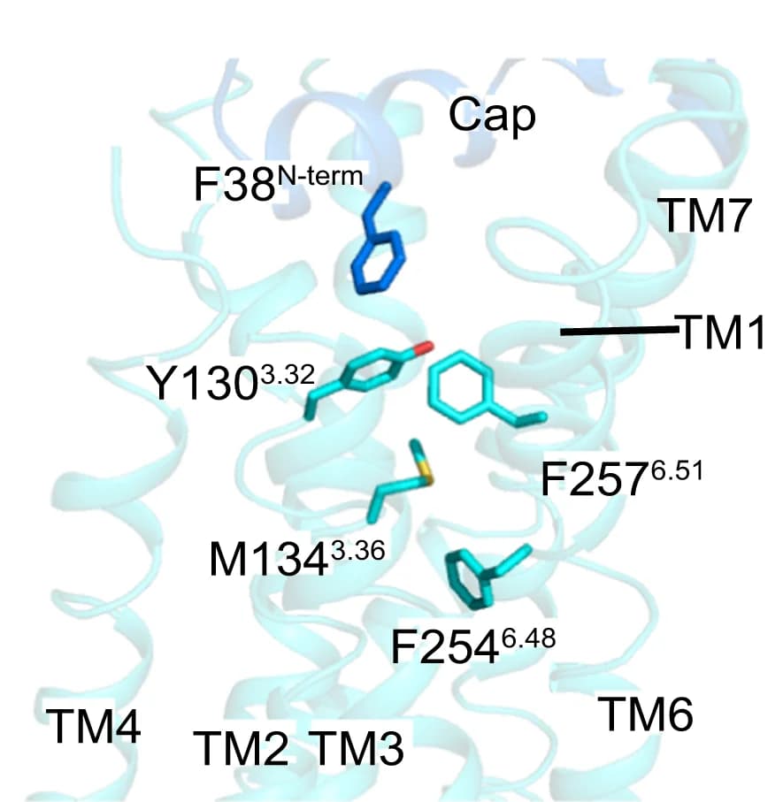Open access visualization of Protein Structure, Chemical Structure, Residues, N-terminal cap, Transmembrane region