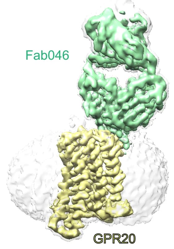Open access visualization of Protein Structure, Cryo-EM, Density Map, Atomic Models, GPR20-Fab046 Structure