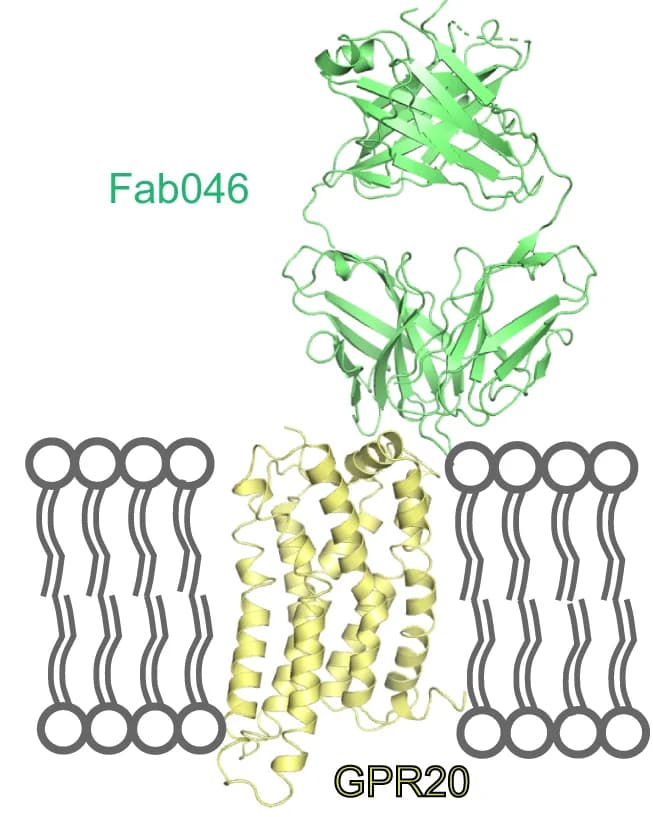 Open access visualization of Protein Structure, Illustration, Cryo-EM, Density Map, Atomic Models