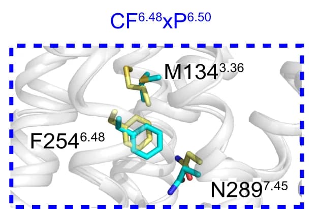 Open access visualization of Protein Structure, Chemical Structure, Conformational Rearrangement, Residues, Micro-switches
