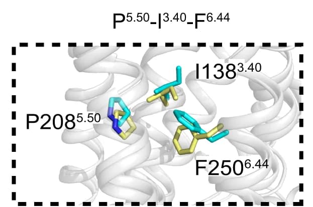 Open access visualization of Protein Structure, Conformational Rearrangement, Residues, Micro-switches, Gi Coupling